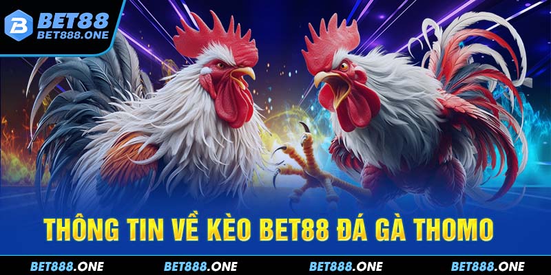 BET88 Đá Gà Thomo - Trực Tiếp Đá Gà Cực Lôi Cuốn, Hấp Dẫn