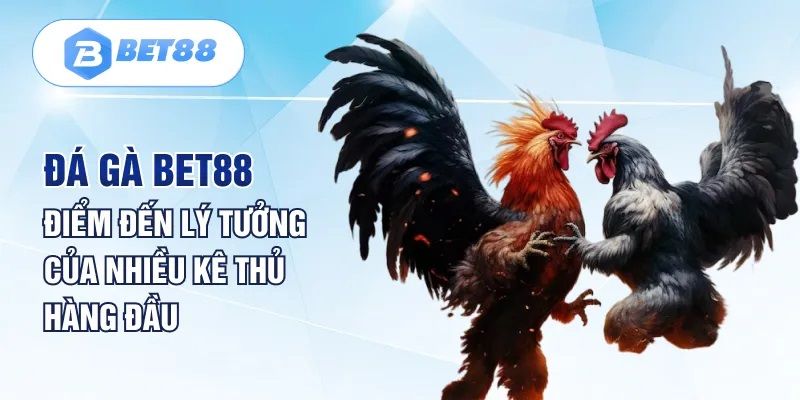 Chất lượng sảnh cược đá gà trực tiếp Thomo tại BET88